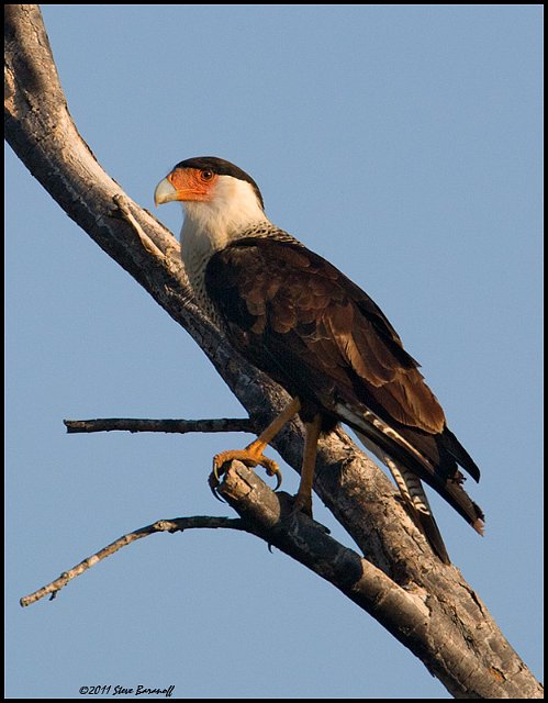 _1SB6653 crested caracara.jpg